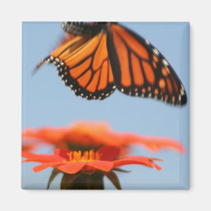 Monarch Butterfly fliegt Magnet