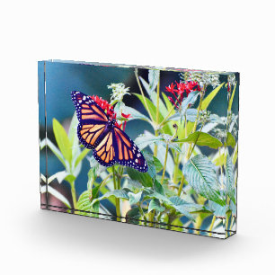 Monarch Butterfly-Foto Fotoblock