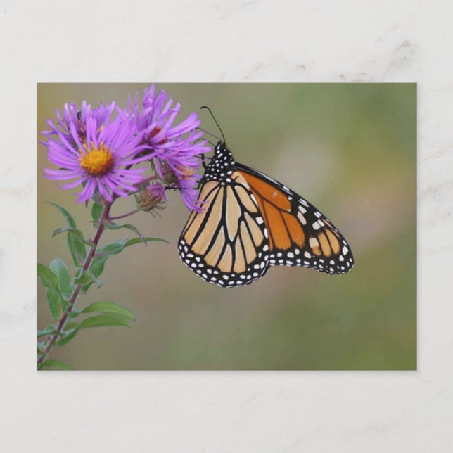 Monarch Butterfly-Fotografien Postkarte (Vorderseite)