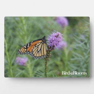 Monarch Butterfly Fotoplatte