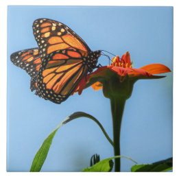 Monarch Butterfly Füttre auf Orange Blume Fliese