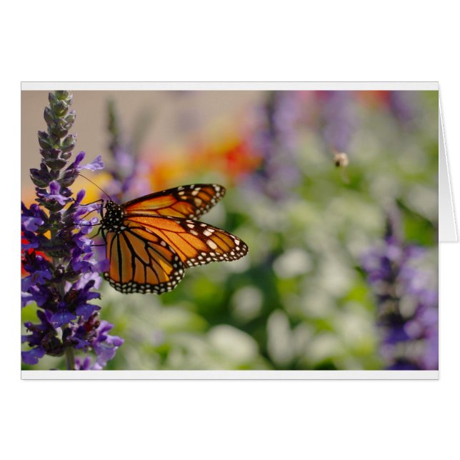 Monarch Butterfly Füttre Blankokarte (Vorderseite (Horizontal))
