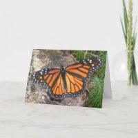 Monarch Butterfly Geburtskarte