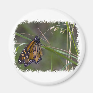 Monarch Butterfly im Gras Magnet