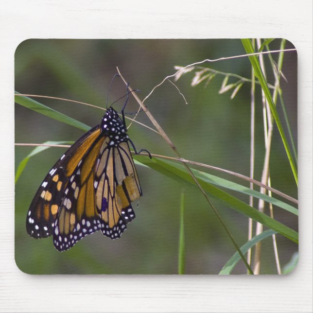 Monarch Butterfly im Gras Mousepad (Vorne)