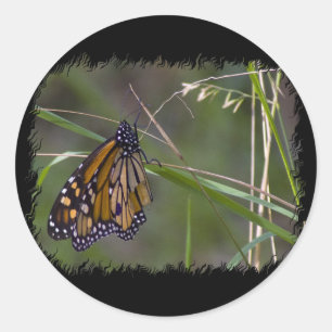 Monarch Butterfly im Gras Runder Aufkleber