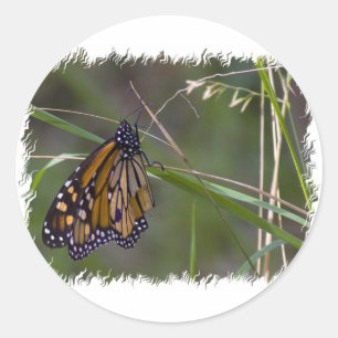 Monarch Butterfly im Gras Runder Aufkleber