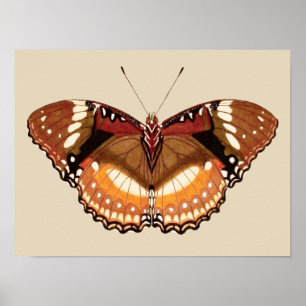 Monarch Butterfly in Brown, Rost und Creme Poster