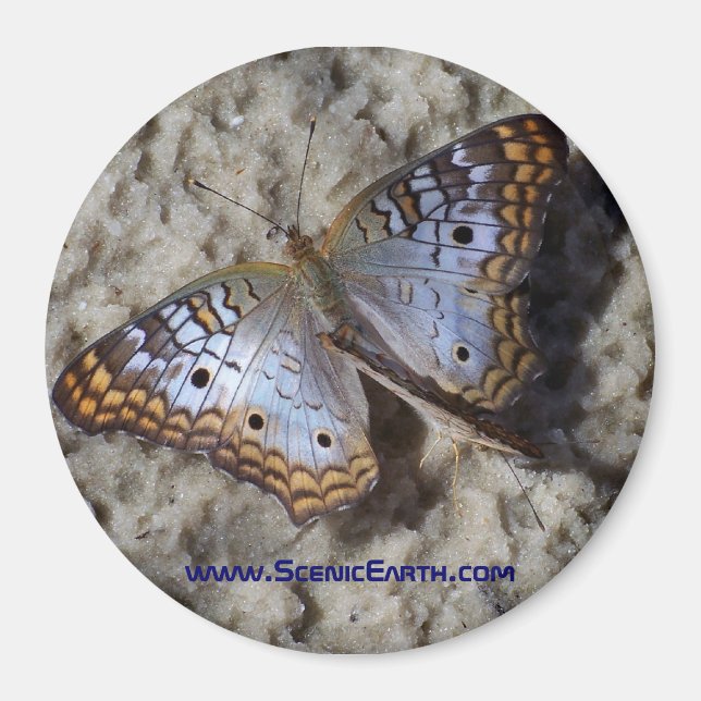Monarch Butterfly Kühlschrank Magnet Button (Vorne)