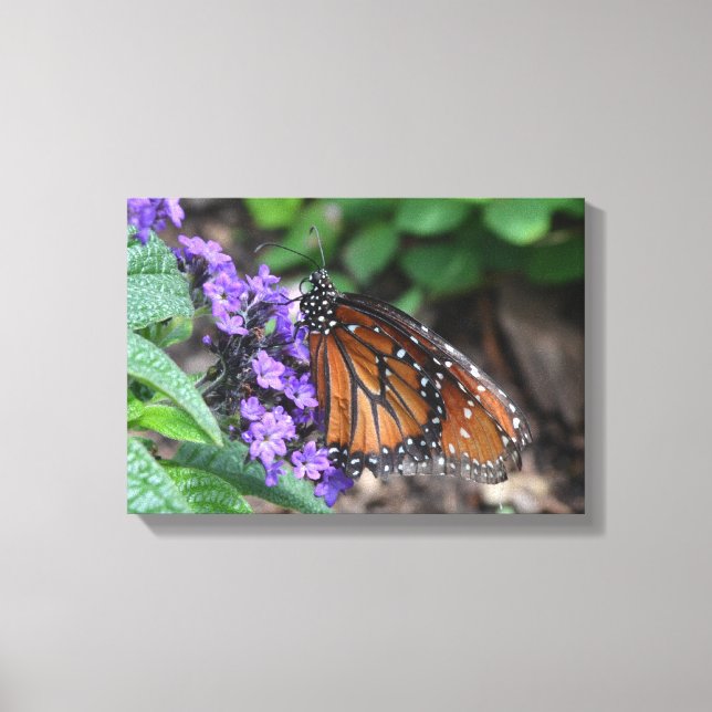 Monarch Butterfly Leinwanddruck (Vorderseite)
