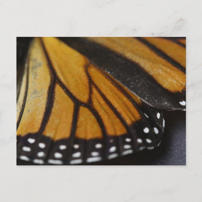 Monarch Butterfly Macro Postkarte (Vorderseite)