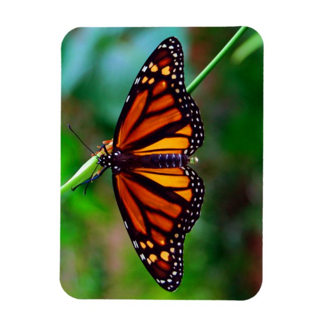 Monarch Butterfly Magnet (Vertikal)