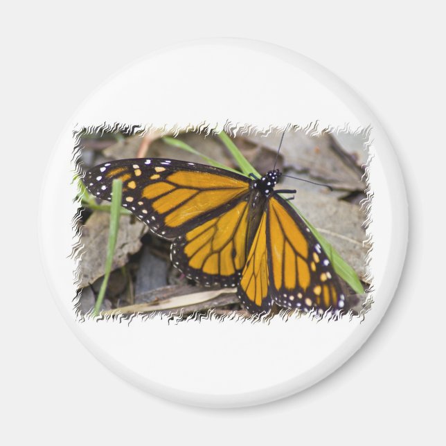 Monarch Butterfly Magnet (Vorne)