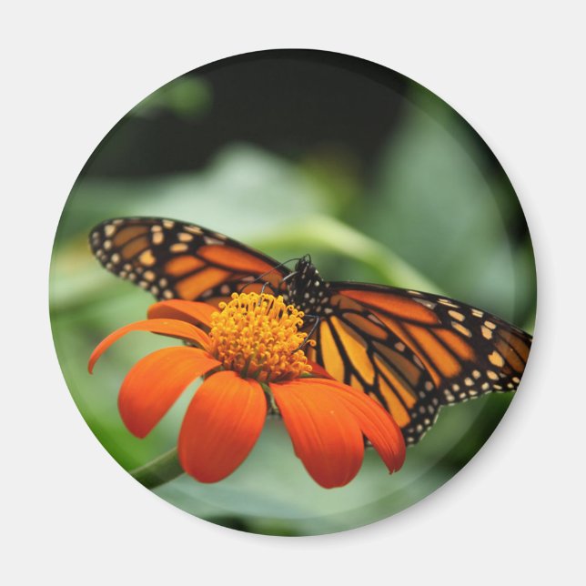 Monarch Butterfly Magnet (Vorne)