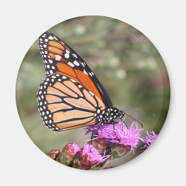 Monarch Butterfly Magnet (Vorne)