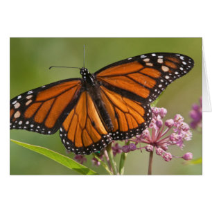Monarch Butterfly-Männchen auf Sumpf-Milkweed