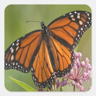 Monarch Butterfly-Männchen auf Sumpf-Milkweed Aufkleber