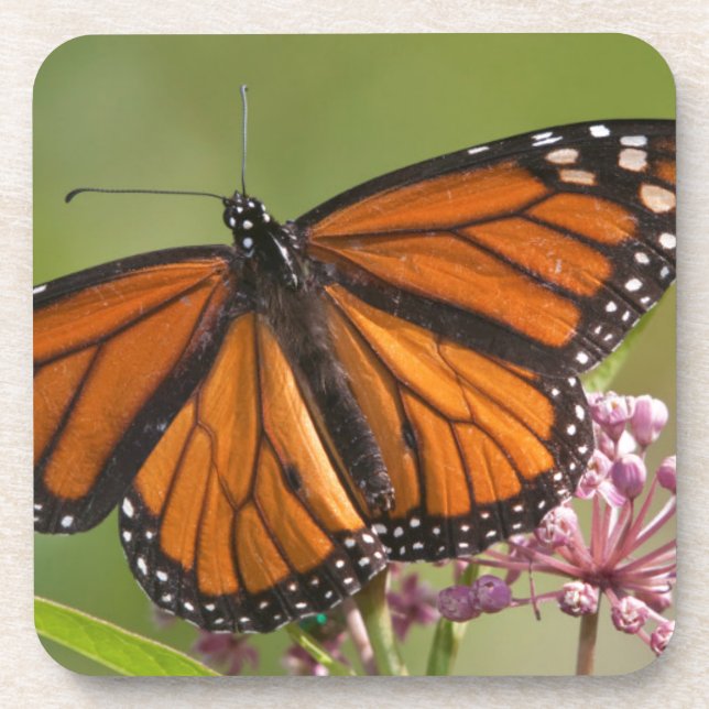 Monarch Butterfly-Männchen auf Sumpf-Milkweed Getränkeuntersetzer (Vorderseite)