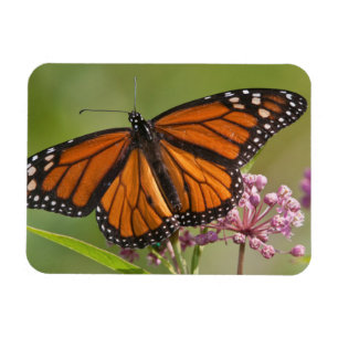 Monarch Butterfly-Männchen auf Sumpf-Milkweed Magnet