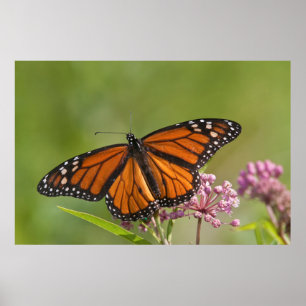 Monarch Butterfly-Männchen auf Sumpf-Milkweed Poster