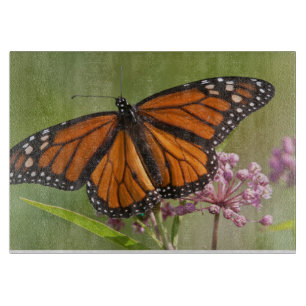 Monarch Butterfly-Männchen auf Sumpf-Milkweed Schneidebrett