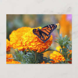 Monarch Butterfly Marigold Foto Postkarte
