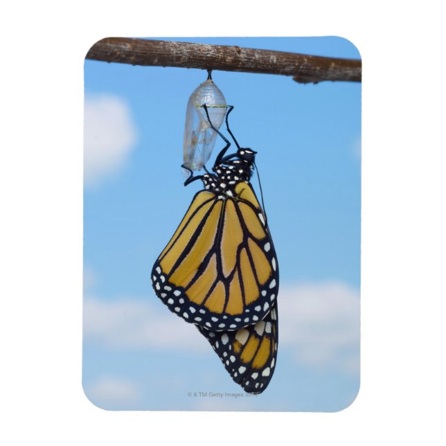 Monarch Butterfly mit Chrysalis Magnet (Vertikal)