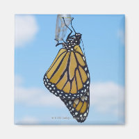 Monarch Butterfly mit Chrysalis