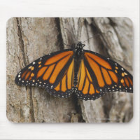 Monarch Butterfly