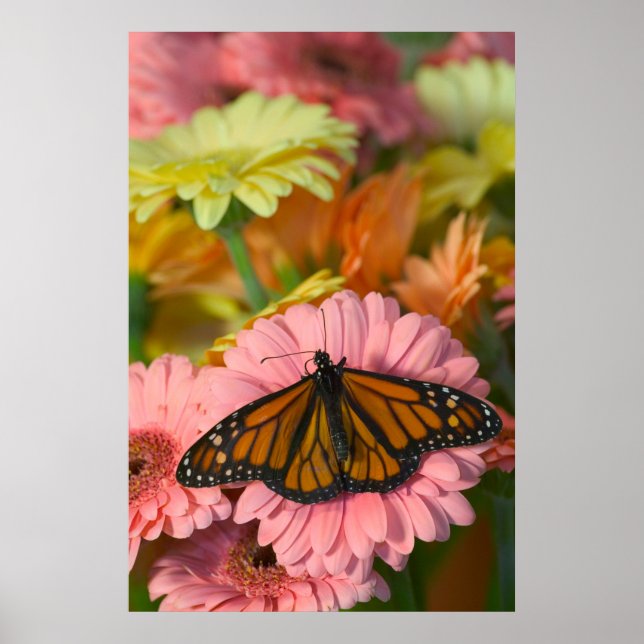 Monarch Butterfly on a Gerbera| Danaus Plexippus Poster (Vorne)