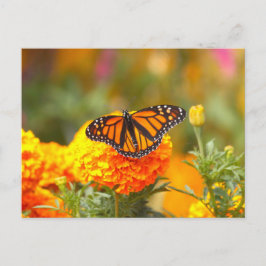 Monarch Butterfly Orange Marigold Foto Postkarte