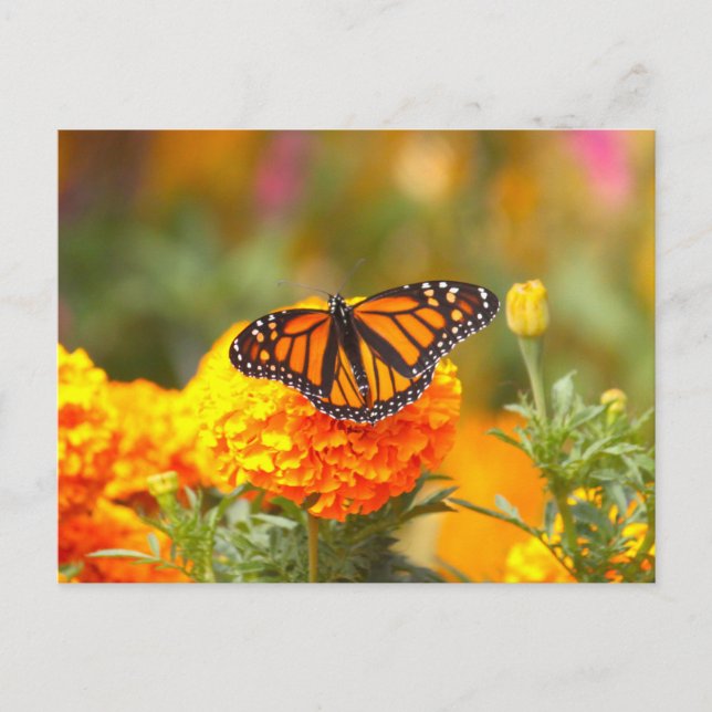Monarch Butterfly Orange Marigold Foto Postkarte (Vorderseite)