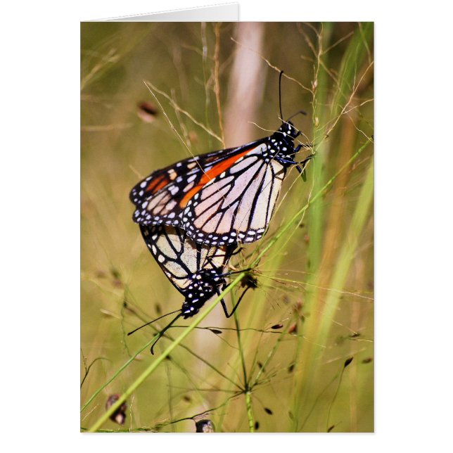 Monarch Butterfly Pair Card (Vorne)