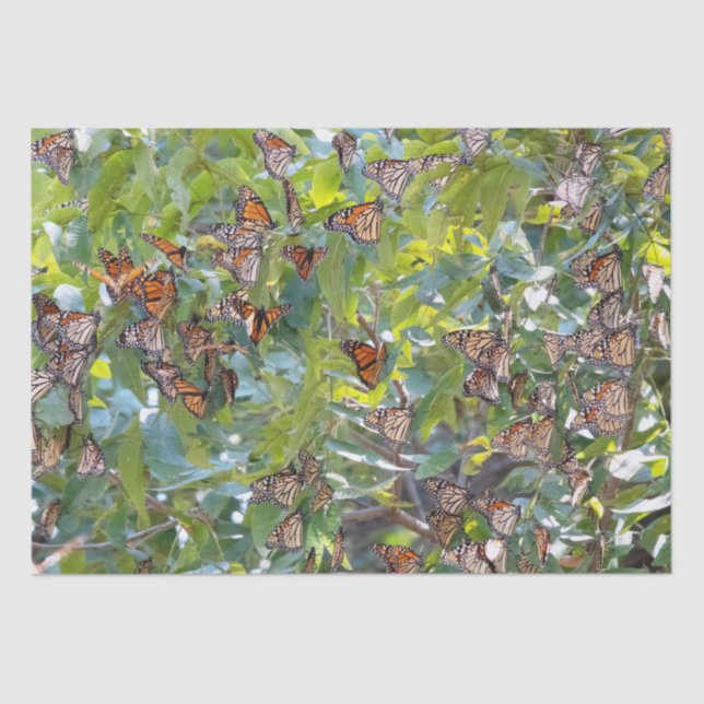 Monarch Butterfly-Papierpapier Seidenpapier (Vorderseite)