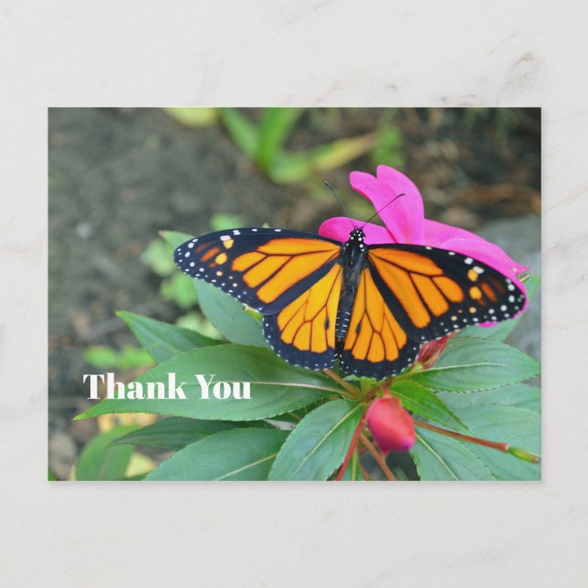 Monarch Butterfly Pink Floral Foto Vielen Dank Postkarte (Vorderseite)