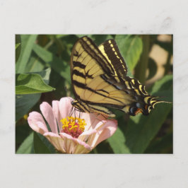 Monarch Butterfly Postcard Postkarte