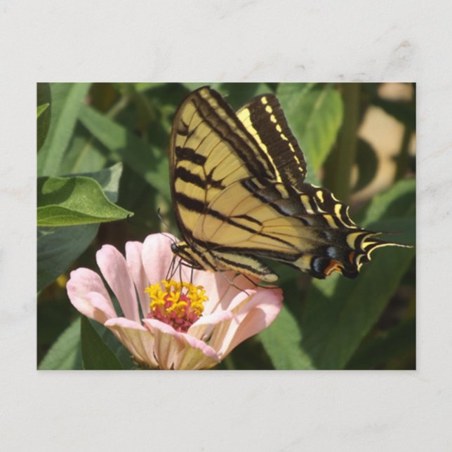 Monarch Butterfly Postcard Postkarte (Vorderseite)
