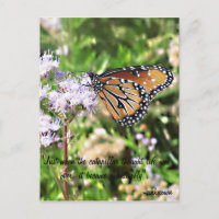 Monarch Butterfly Postcard