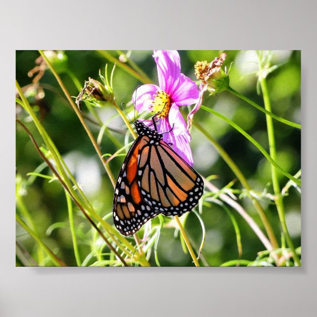Monarch Butterfly Poster (Vorne)
