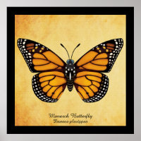 Monarch Butterfly