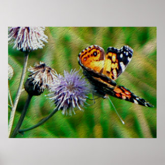 Monarch Butterfly Poster