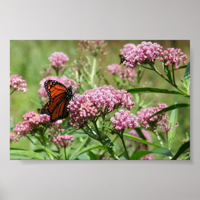 Monarch Butterfly-Poster Poster (Vorne)