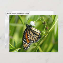 Monarch Butterfly - Postkarte