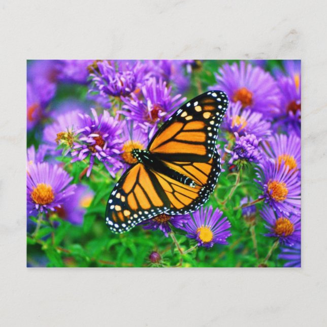 Monarch Butterfly Postkarte (Vorderseite)