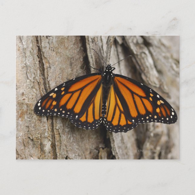 Monarch Butterfly Postkarte (Vorderseite)