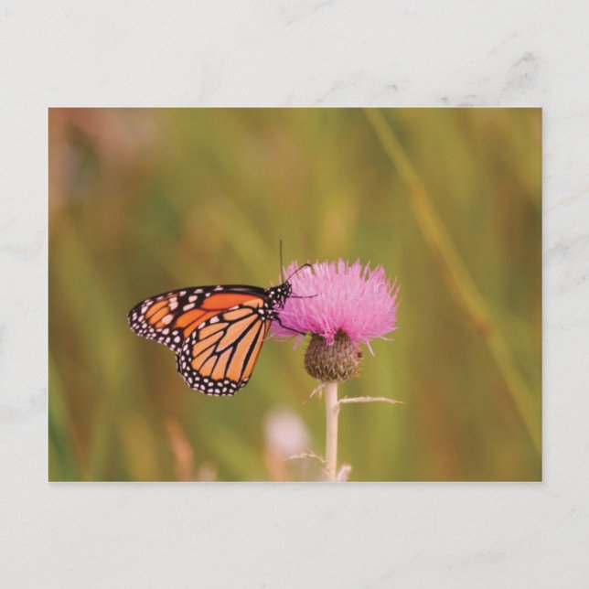 Monarch Butterfly Postkarte (Vorderseite)