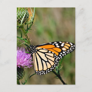 Monarch Butterfly Postkarte