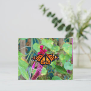 Monarch Butterfly Postkarte