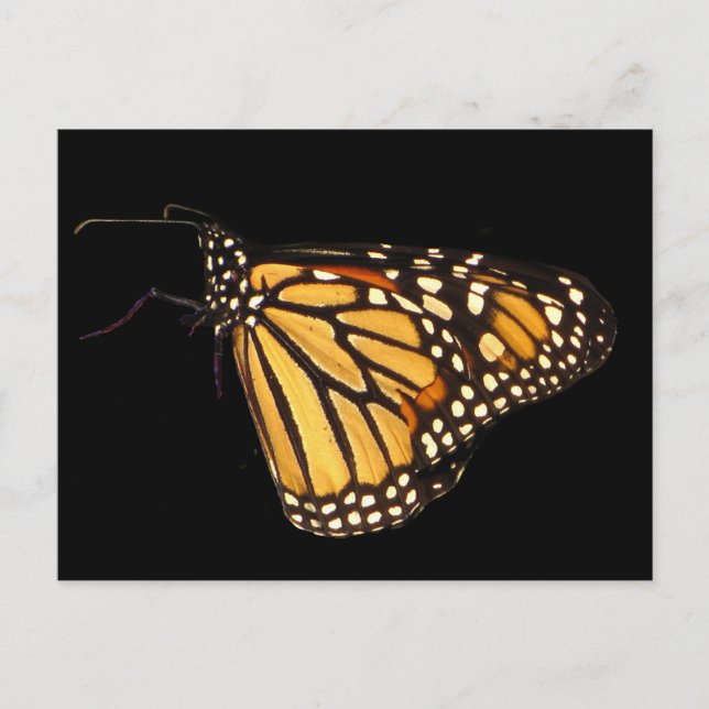 Monarch Butterfly Postkarte (Vorderseite)
