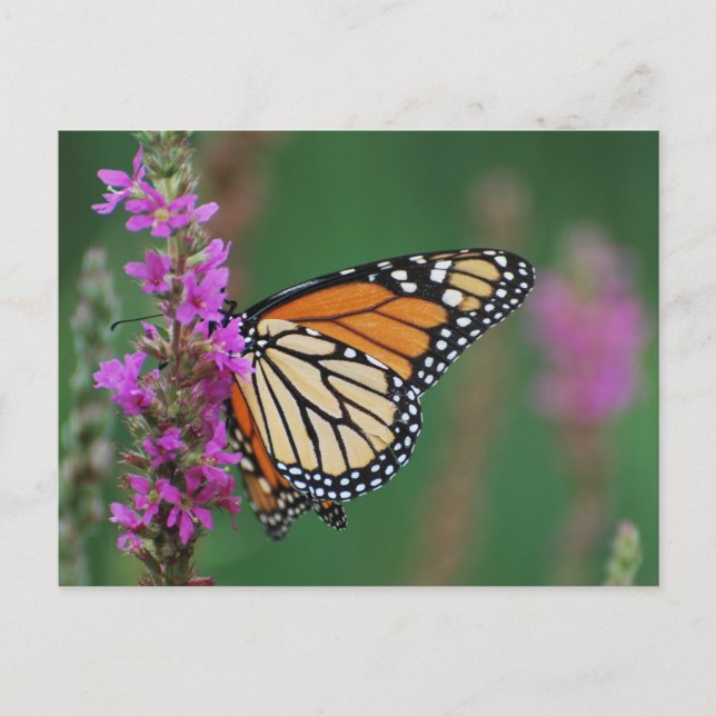 Monarch Butterfly Postkarte (Vorderseite)